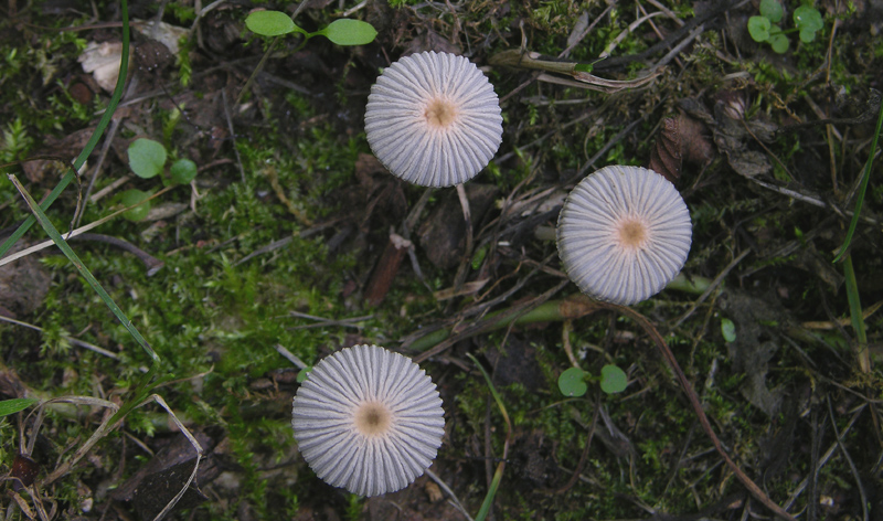 Coprinaceae.